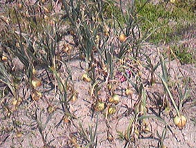 090525.jpg