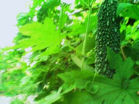090817.jpg